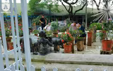 Ngắm hoa hồng bonsai trị giá cả trăm triệu đồng khoe sắc
